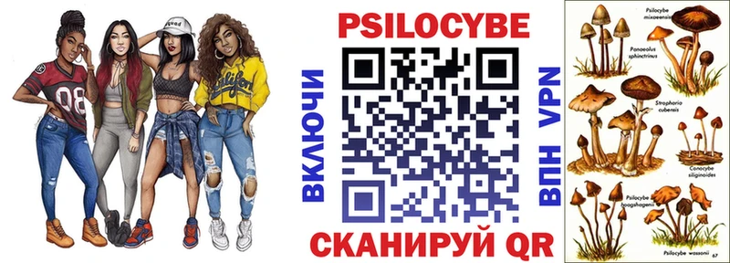 Купить  Кудрово  Галлюциногенные грибы Psilocybe 